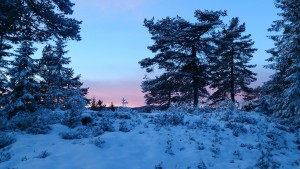 Lille Julaften på jakt etter tiur’n #utivillmarka