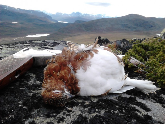 Godt å være tilbake i Jotunheimen