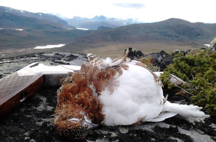 Godt å være tilbake i Jotunheimen