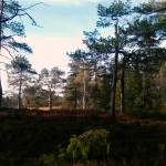 På jakt etter romerikstiur'n #utivillmarka