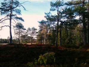 På jakt etter romerikstiur'n #utivillmarka