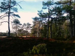 På jakt etter romerikstiur'n #utivillmarka