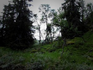 Ørretfiske i Hallingdal #utivillmarka