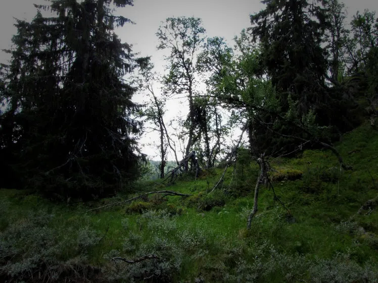 Ørretfiske i Hallingdal #utivillmarka